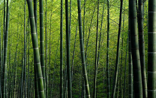 Bambu Aac