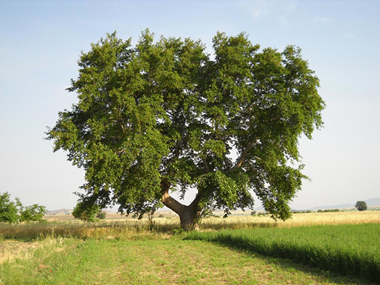 Çinarın Nəğməsi