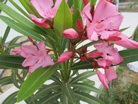 Zakkum Ağacı Türleri ve Özellikleri