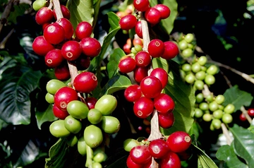 Kahve Ağacı Özellikleri ve Faydaları Nelerdir?