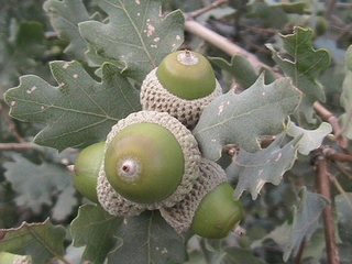 Pelit Ağacı Türleri ve Özellikleri