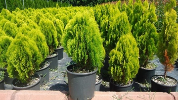 Top Mazı Özellikleri ve Faydaları Nelerdir?