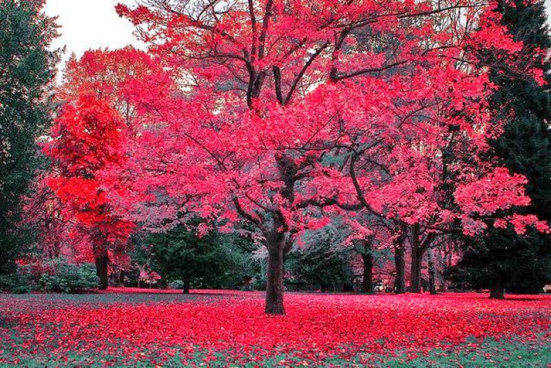Akçaağaç Türleri ve Özellikleri