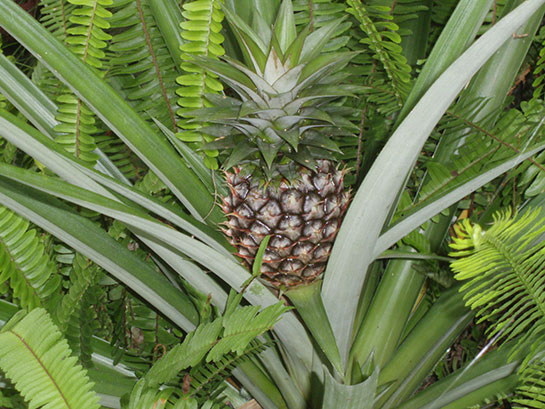 Ananas Ağacı Türleri ve Özellikleri