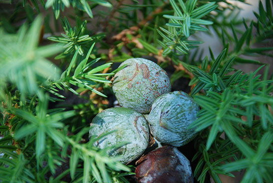 Andız Ağacı Türleri ve Özellikleri