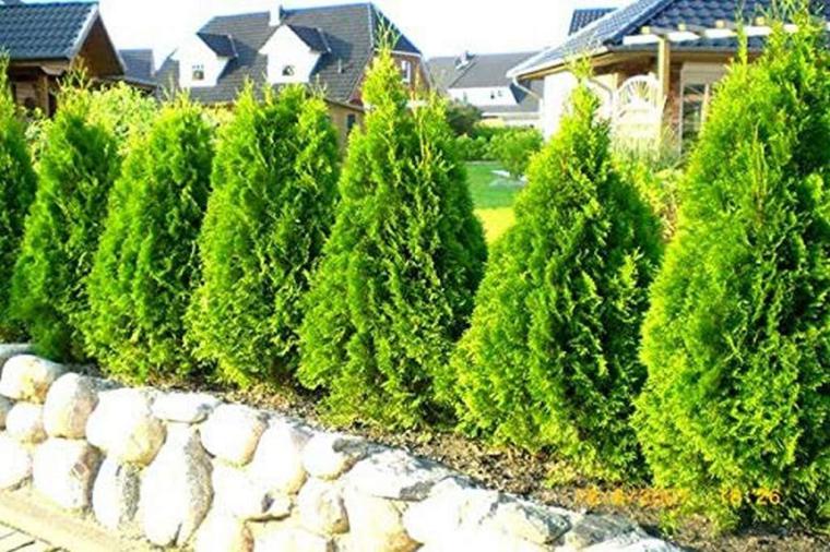 Batı Mazısı Yetiştirme ve Bakımı