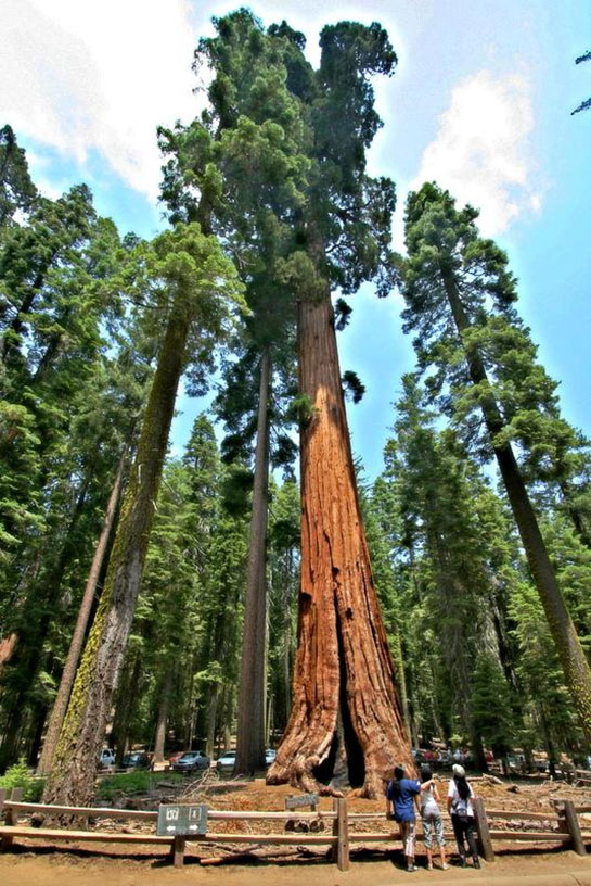 Dünyanın En Uzun Ağacı