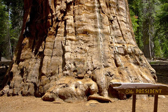 Dünyanın En Yaşlı Ağacı