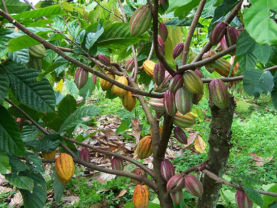 Kakao Ağacı