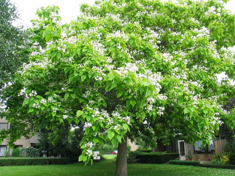 Katalpa Ağacı Türleri ve Özellikleri