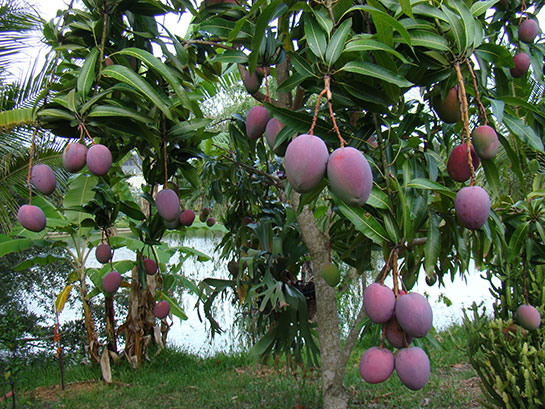 Mango Ağacı