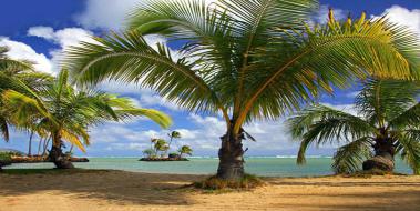 Palmiye Ağacı