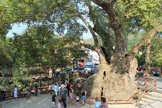 Musa Ağacı Türleri ve Özellikleri