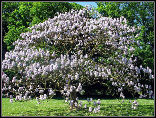 Paulownia Ağacı