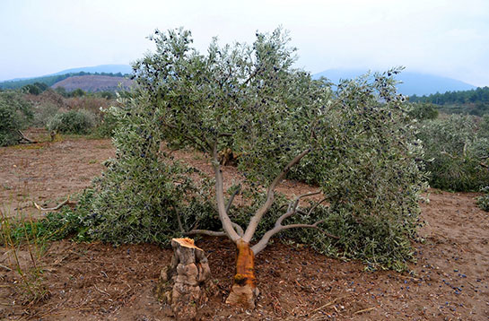 Yahudi Ağacı